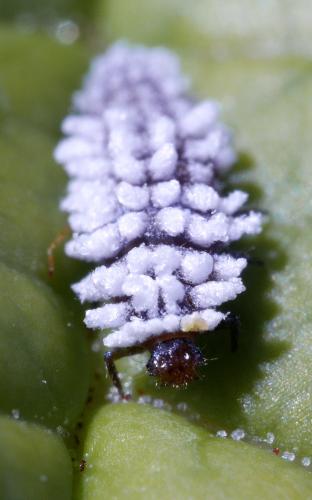 Réf. 327 633 : Coccinellinae inconnu